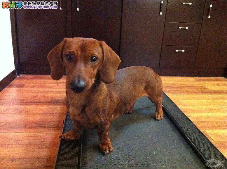 腊肠犬的皮肤周围有很多红疙瘩是怎么了