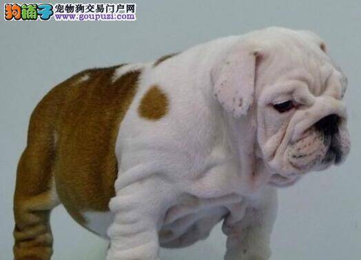 为斗牛犬量身打造的减肥攻略