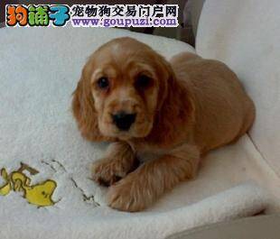 亲手给可卡犬洗澡有何好方法