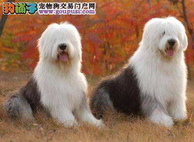 训练小学堂 训练古代牧羊犬期间谨记三个要点