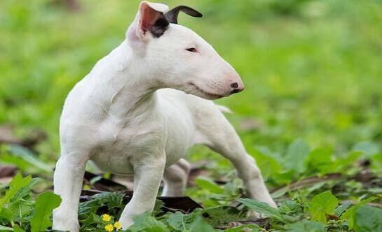 想养只牛头梗犬，可抱回家后总觉得在养一头牛