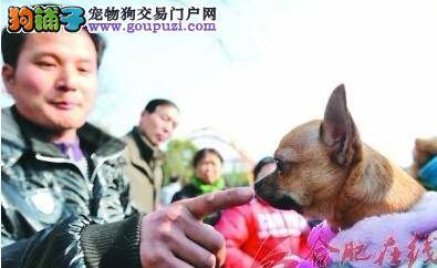 宠物问题难不倒，专业驯犬师现场指导