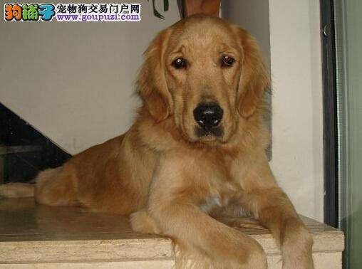 训练倍速法之解决金毛犬的便溺方案是什么