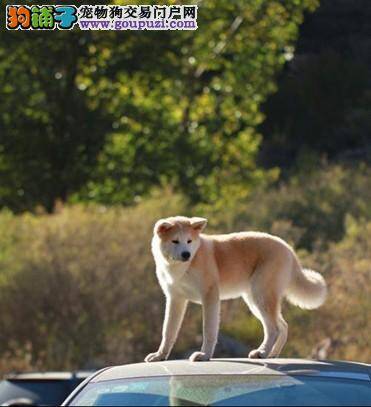 购买秋田犬前应该向繁殖者询问哪些问题