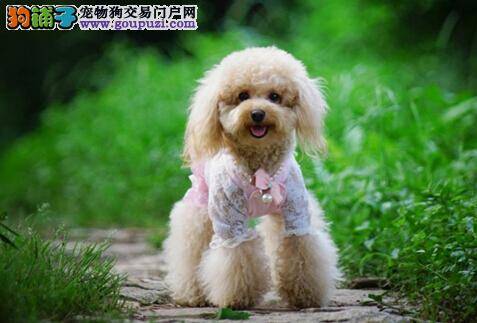 清梦勿惊扰 贵宾犬晚上不睡觉应当如何纠正