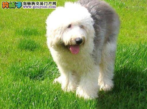 给古代牧羊犬补充微量元素 适当吃青菜是不错的选择