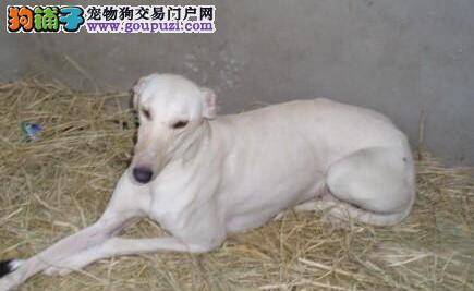 不让格力犬生育的四个有效方法