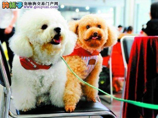 狗界“高考”在深圳举行 十名狗狗顺利通过考试