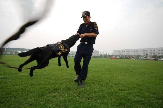 47只犬才能驯出1只缉毒犬！缉毒犬短暂却荣耀的一生