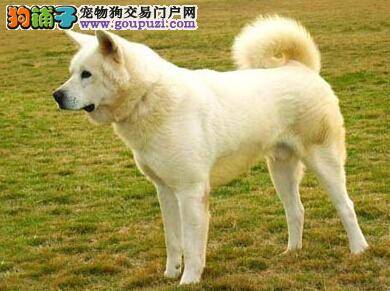 挑狗重点要看啥？秋田犬的体型特征是什么样子的