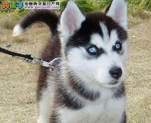 如何挽救中暑中的哈士奇