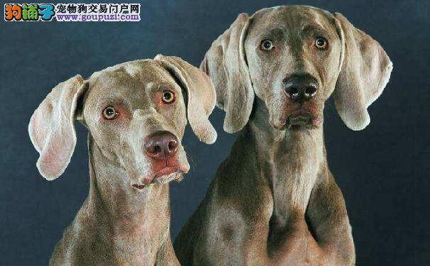 魏玛犬犬种性格简介 来自德国的威玛猎犬