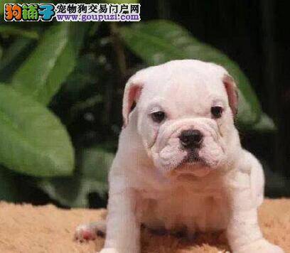 一个月大的斗牛犬一天吃几顿好