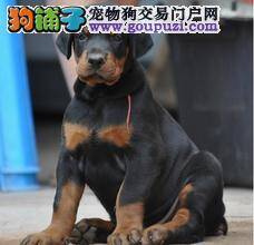 三个月的杜宾犬吃驱虫药后，拉稀没事吧
