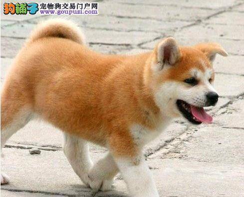 忠诚勇猛的秋田犬