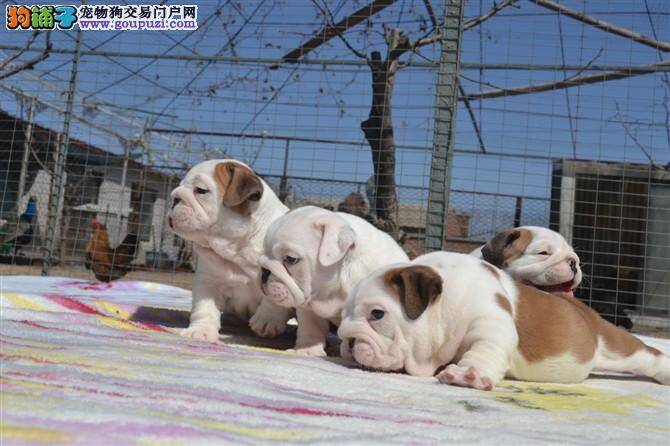 购买斗牛犬，用心购买最保险