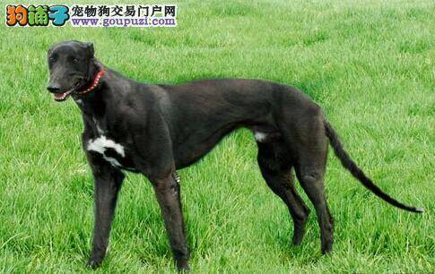 想让格力犬快速增肥要注意饮食和驱虫两方面