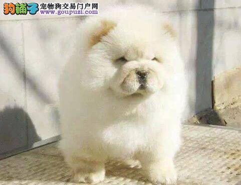 松狮犬吃骨头后吐出一条虫子怎么办