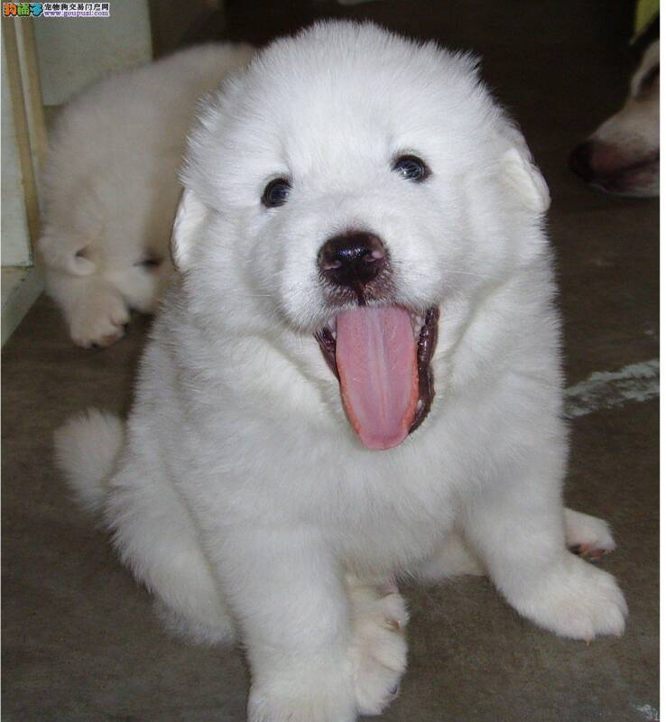 养好大白熊犬的主要方法与原则