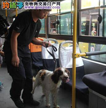 哈市搜爆犬上公交执勤 萌态可亲市民喜爱