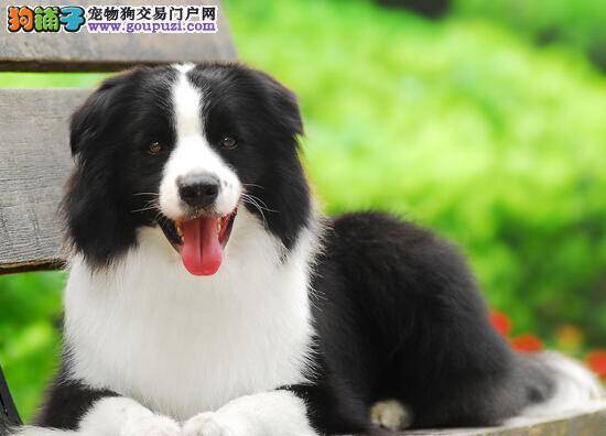 医学手册 速查边境牧羊犬脱毛的原因及医治方法