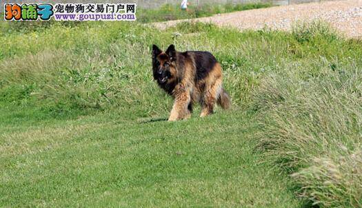 好犬应当这样训 怎样训练德国牧羊犬吠叫