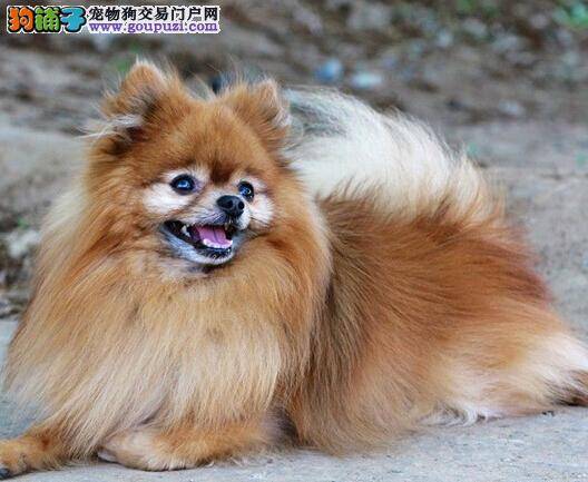 养狗准备 如何打造饲养博美犬的新环境