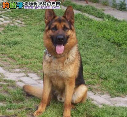 体检从耳朵开始 如何判断德国牧羊犬的耳部是否健康