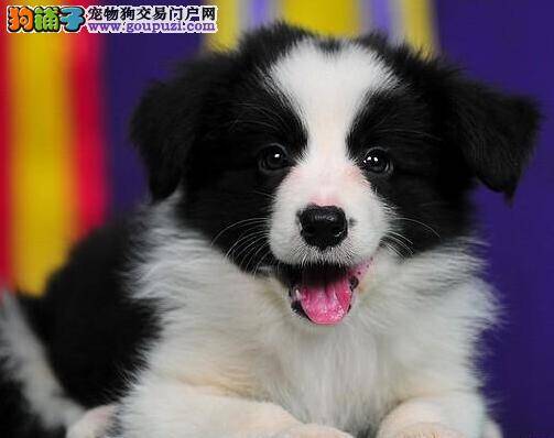 边境牧羊犬嘴巴很臭牙齿却很干净