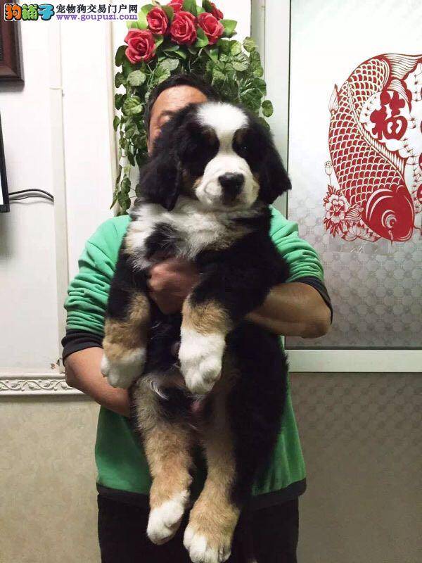 伯恩山犬右前腿突然瘸了是什么原因导致的