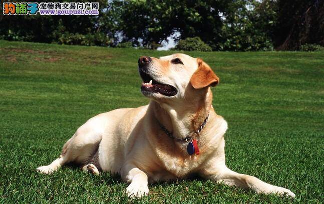 慎重购买三个月内的拉布拉多犬原因是什么