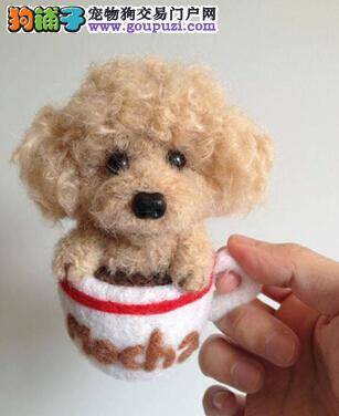 区分睡眠好坏 教你分辨茶杯犬的睡眠质量优劣