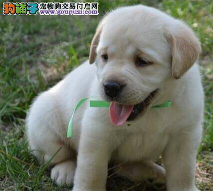 拉布拉多犬经常挠耳朵是不是皮肤病 怎么治