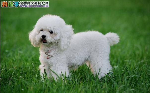 贵宾犬总是乱叫怎么办 五招训练贵宾不乱叫