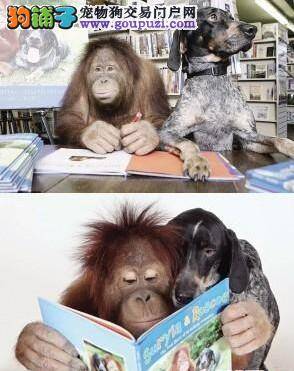 狗狗和大猩猩成了好朋友，出版新书见证它们的友谊