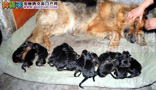牧羊犬一口气生了15只小狗 成为了“超生”狗妈妈