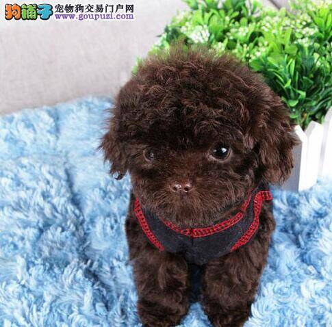 泰迪犬身上被蜱虫咬了怎么办