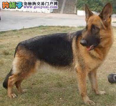 选购德国牧羊犬的10个方法应牢记