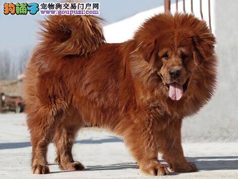 繁殖期母犬喂养 饲喂怀孕藏獒要符合哪些要求