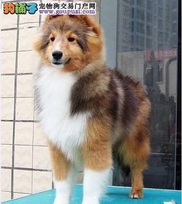 购买喜乐蒂犬要了解狗狗的哪些情况