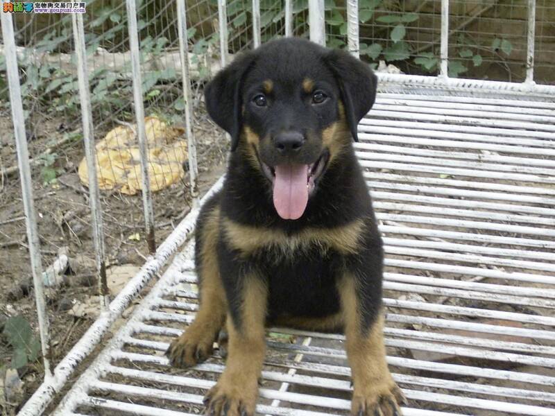 冬季与罗威纳犬散步的小常识