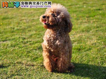 读懂贵宾犬的内心情绪有哪些快速简单的方法