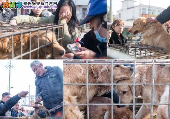 安徽翁当街杀狗卖肉，好心市民出钱解救四狗