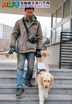 中国导盲犬训练逐步走上正轨，为更多视障人士带来帮助