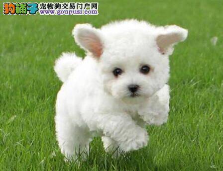 比熊犬屁股总蹭地板，肚子老抽搐是不是有虫子