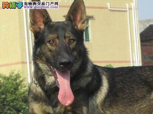 告别依赖 让昆明犬主动到狗窝去休息