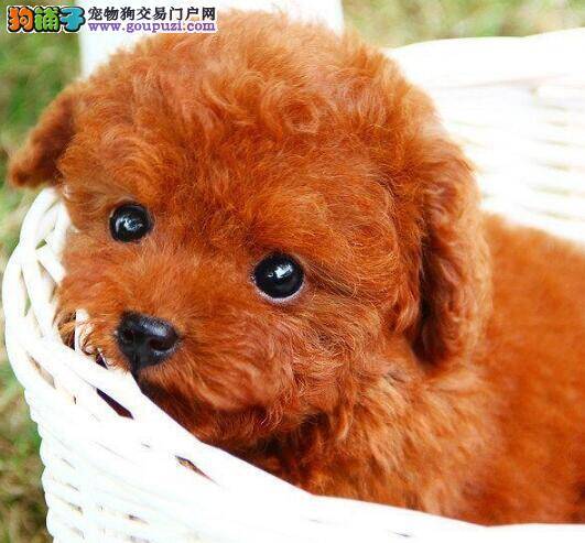 买泰迪犬应如何判定它的质量是否优质
