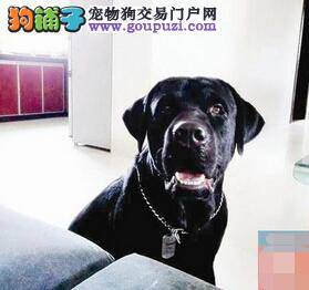 中国第十八只导盲犬珍妮参加秦皇岛的一场婚礼