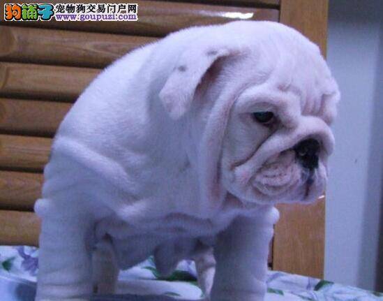 斗牛犬最近总打喷嚏是怎么回事