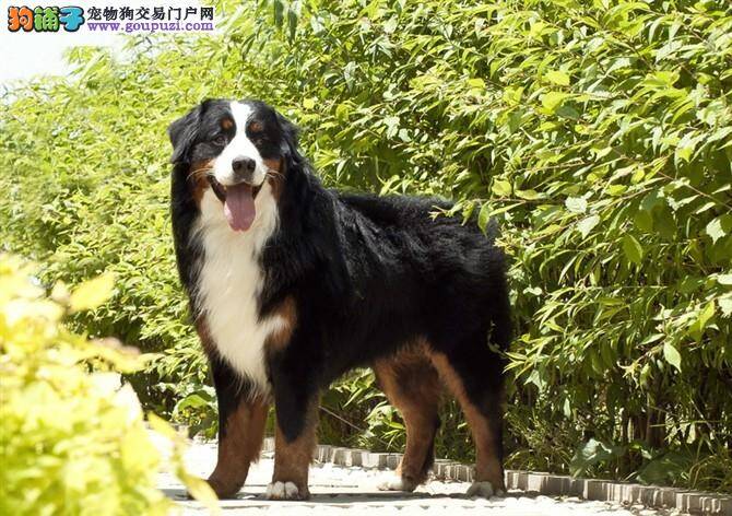 伯恩山犬拉稀便血，请问医生怎么办